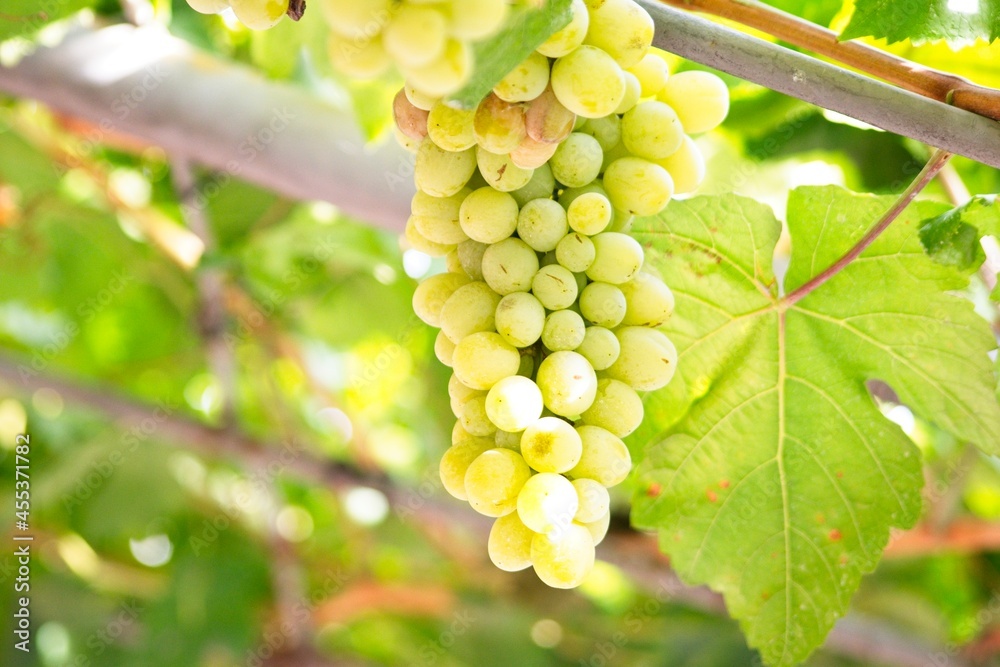 bunch of grapes bunch of grapes