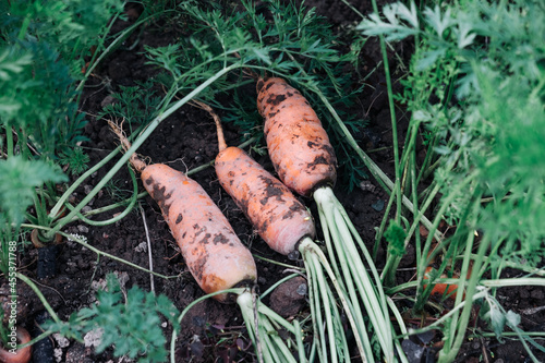 Freshly picked carrots soiled in the ground.