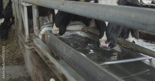 cows drink water in the barn. Cows breeding at modern milk farm.