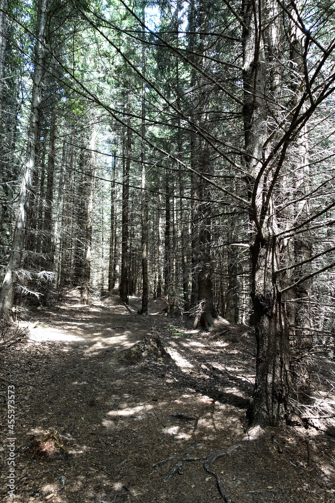 Fototapeta premium Summer forest landscape in the Carpathians, Romania, Europe