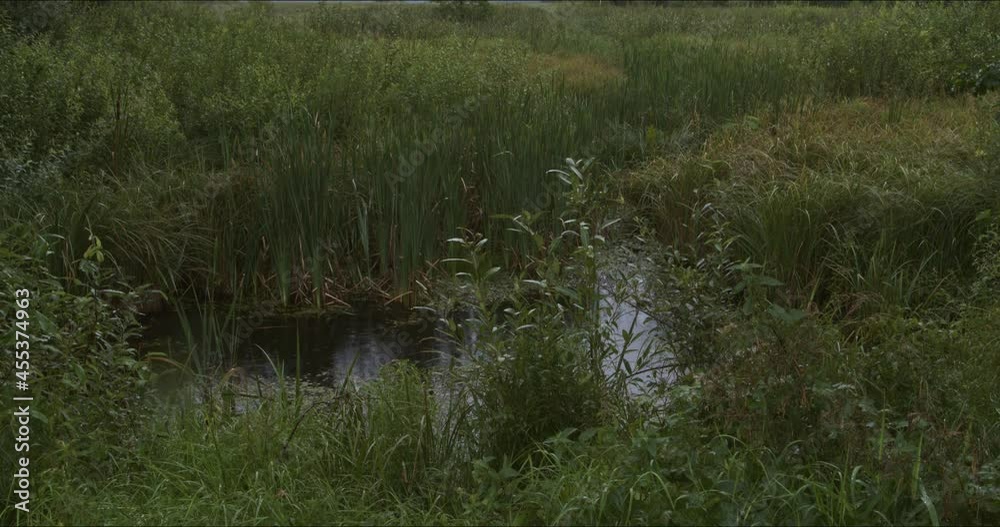 Close view at pond in rainy day at Perehod tourist educational path in Polesie National Park. Poland, Europe.Up camera slide. Close view at pond in rainy day at Perehod tourist educational path in Polesie National Park. Poland, Europe.Up camera slide.