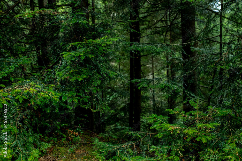 Obraz premium gloomy forest landscape in a coniferous forest 
