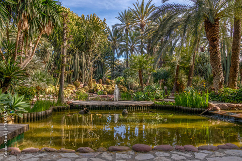 Palm grove of Elche. Botanical garden of the huerto del cura in Elche  Alicante  spain