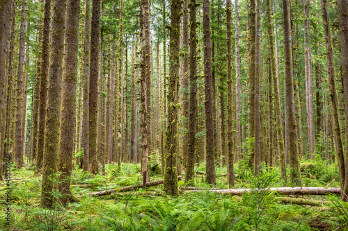 Fototapeta Naklejka Na Ścianę i Meble -  Trees in the Hoh rainforest, Olympic National Park, Washington