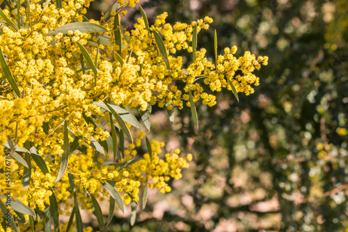 closeup of golden wattle tree with bright yellow flowers in bloom, blurred background and copy space