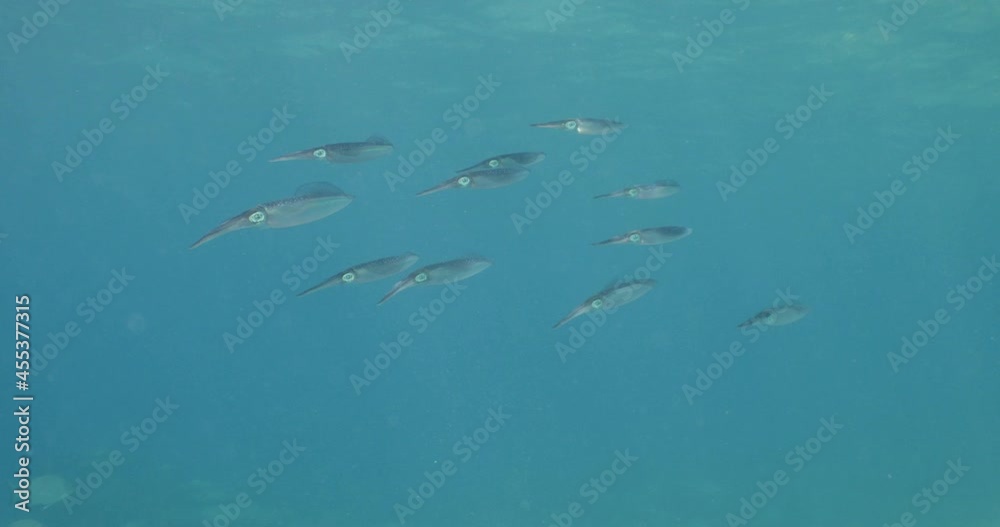 squid school underwater calamari drifting and swimming underwater close and slow ocean scenery animal cephalopod squid school underwater calamari drifting and swimming underwater close and slow ocean scenery animal cephalopod