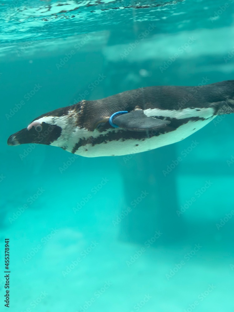 Fototapeta premium dolphin in the water