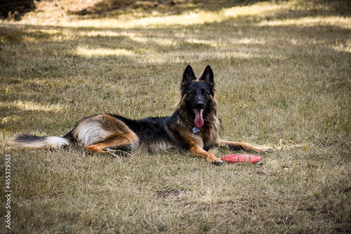 German Shepherd playing Frisbee in Field - copy space