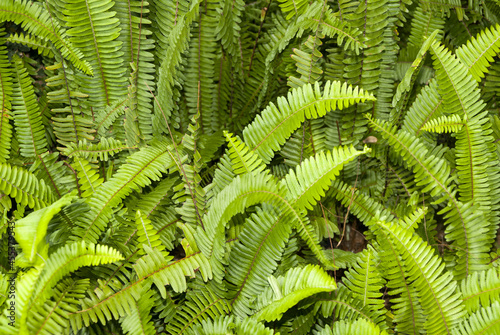 Nephrolepis cordifolia, Quetzal tail or sawtooth fern in Guatemala. photo
