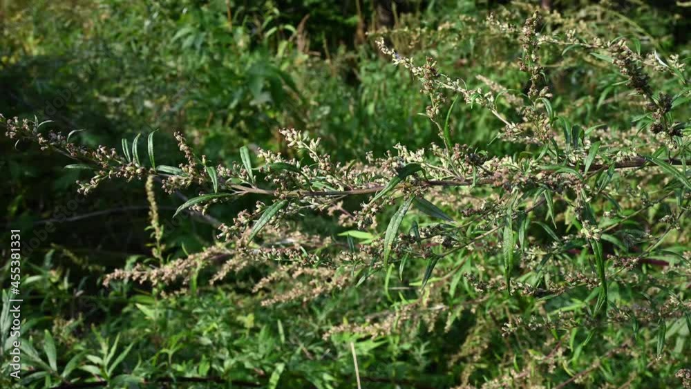 Wormwood bitter in autumn, ripe seeds of the plant. Static camera. High quality 4k footage