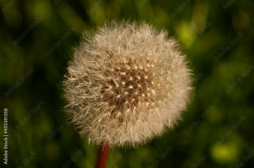 dandelion head