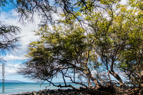 Kiawe Tree Forest and Kanaio Beach on La Perouse Bay, Makena-La Perouse State Park, Maui, Hawaii, USA