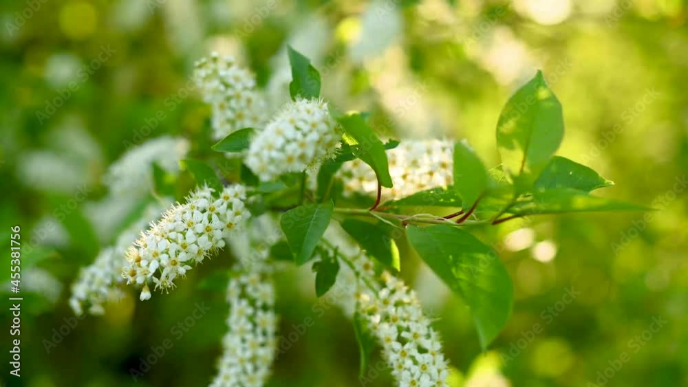 Bird cherry blossoms in the spring tree in the wind video. High quality 4k footage Bird cherry blossoms in the spring tree in the wind video. High quality 4k footage