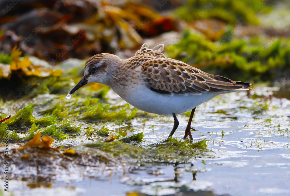 Petit oiseau dans l'eau Petit oiseau dans l'eau