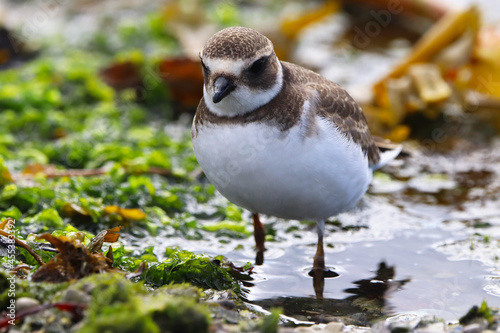 Petit oiseau brun et blanc marche dans l'eau