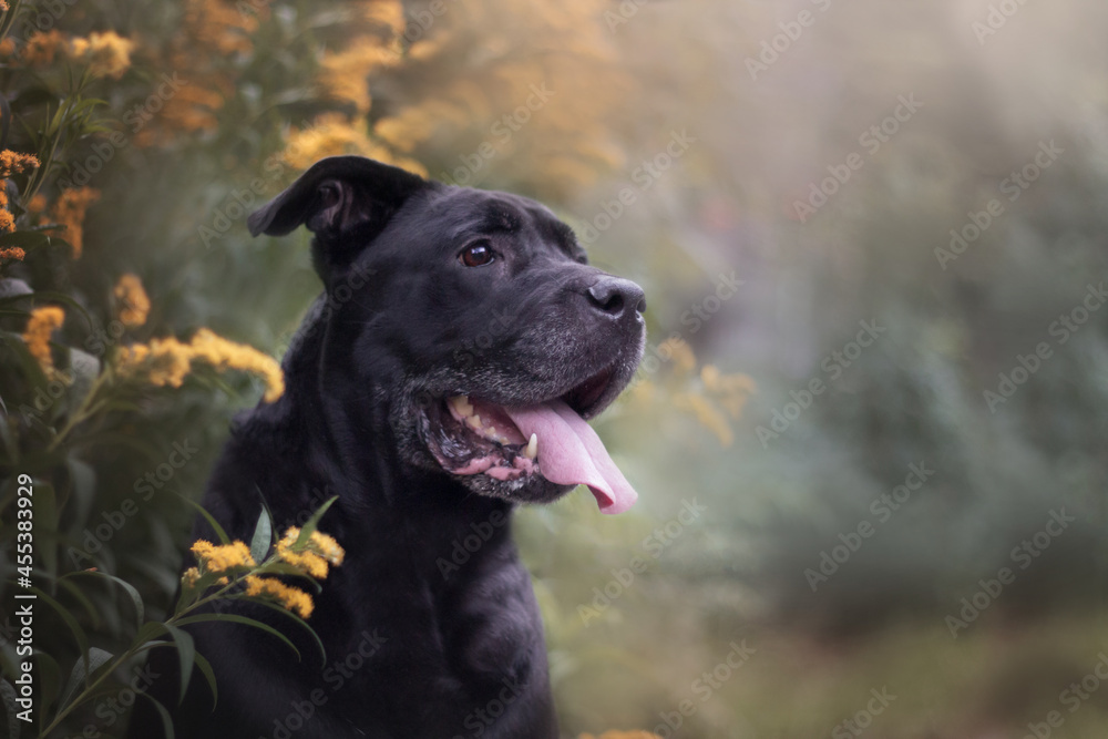 kane korsoo black dog in the park