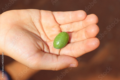 Hand holding an olive freshly fallen from a tree.