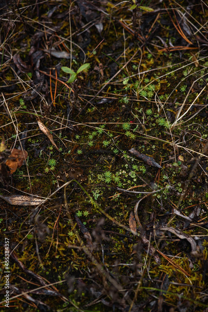Mosses and lichens on the ground. Mosses and lichens on the ground.