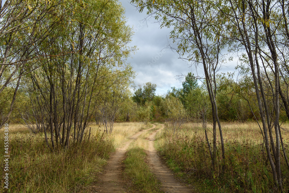 A country road running through a willow forest and fields