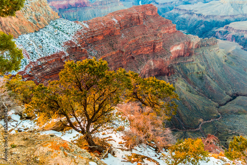 Pinyon Pine Trees and Snow Covered Limestone Cliffs on The South Rim, Grand Canyon National Park, Arizona, USA