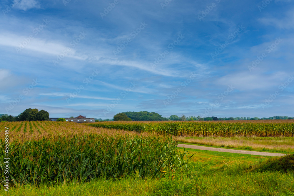 Large agricultural corn field of ripe corn separated by a road on a sunny autumn day