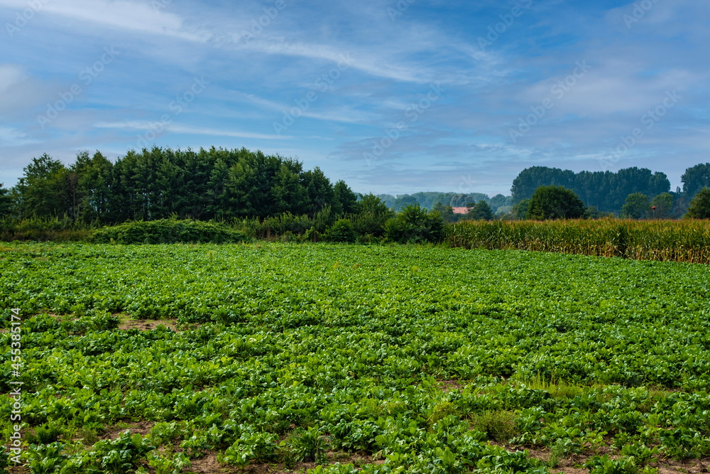 Potato plantations grow in the field on a summer sunny day. Organic vegetables. Agricultural crops. Landscape. Agriculture.