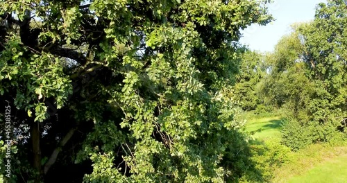 Drone starts ascending at the height of green bushes and ends at the bare crown of a dead tree - climate change has only just begun.