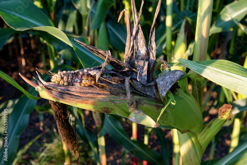 Corncob - Corn plant on the cornfield with Corn smut, Huitlacoche corn blight photo