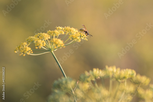 Wespe auf Blüte einer Pastinake bei Abendsonne im September