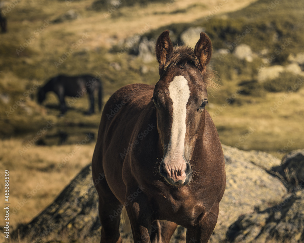 caballo marrón con una mancha blanca en la cara, caballo marrón mirando hacia adelante con el fondo desenfocado, retrato de un caballo