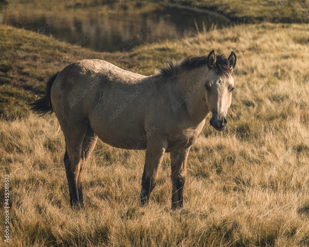caballo blanco con cresta negra en el medio del campo, caballo blanco junto a un lago, caballo con patas negras y cola negra mirando hacia adelante caballo blanco con cresta negra en el medio del campo, caballo blanco junto a un lago, caballo con patas negras y cola negra mirando hacia adelante