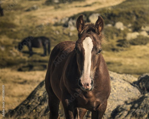 caballo marrón con una mancha blanca en la cara, caballo marrón mirando hacia adelante con el fondo desenfocado, retrato de un caballo © MARALEM