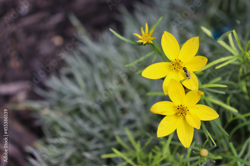 Spurred carpenter bee (ceratina calcarata) perched on yellow flower (possibly threadleaf coreopsis, coreopsis verticillata, whorled tickseed). photo