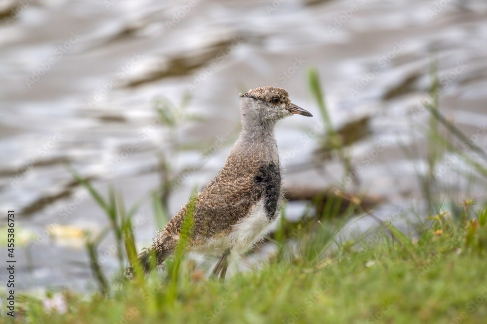 Fototapeta premium Young Southern Lapwing (Vanellus chilensis) on the Grass on Lakeshore (Wild Southern Lapwing) 