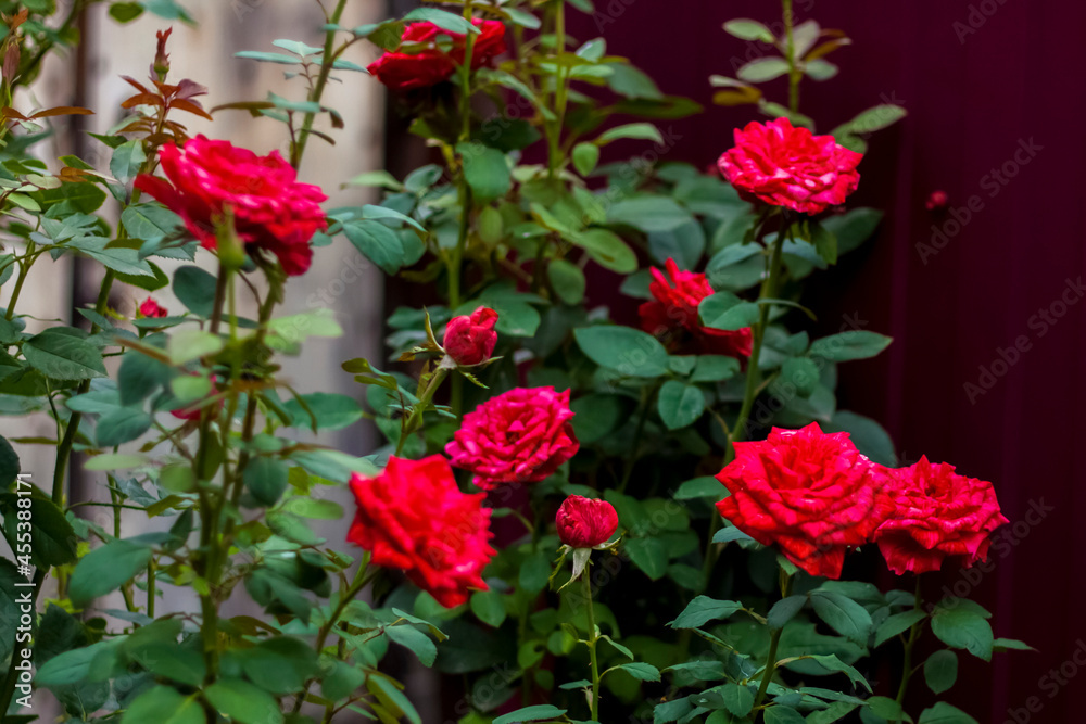 Beautiful red roses in the garden, roses for Valentine's Day or birthday. Red roses.