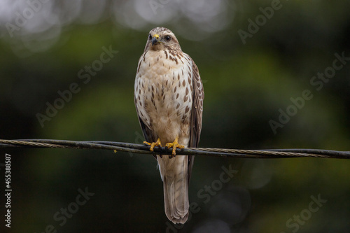 Broad-winged Haw, Alcón de alas Anchas photo