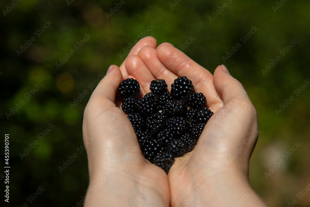 fresh harvested mountain blackberries in the hands on a blurred green background fresh harvested mountain blackberries in the hands on a blurred green background