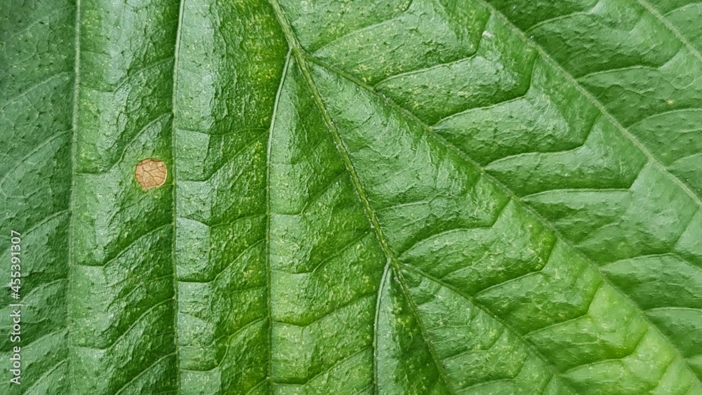green leaf background green leaf background