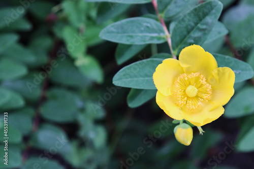 Close-up of goldencup St. John’s wort flower and bud (Hypericum patulum, yellow mosqueta).   photo