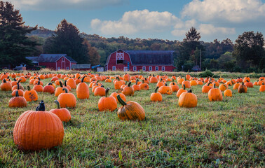 Pumpkins arranged on a farm with red barn in morning dew with fluffy clouds and blue sky for idyllic fall scene