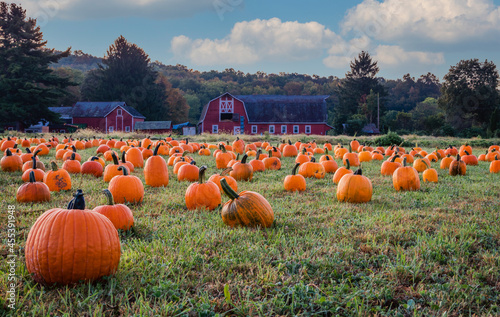 Fototapeta Naklejka Na Ścianę i Meble -  Pumpkins arranged on a farm with red barn in morning dew with fluffy clouds and blue sky for idyllic fall scene