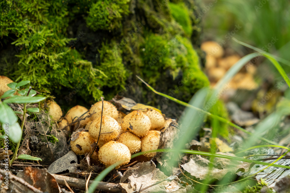 Honey mushrooms in the autumn forest. Group of mushrooms. Honey mushrooms in the autumn forest. Group of mushrooms.