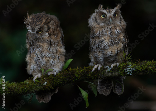 Tropical screech owl Full HD photo