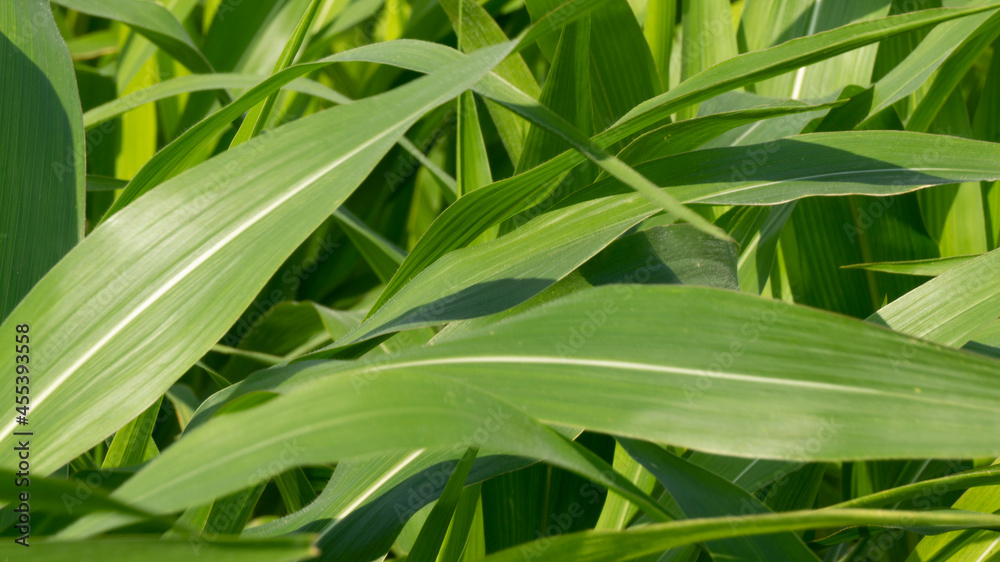 Obraz premium Corn leaves aged 60 days, entering harvest age, pesticide spraying is done to prevent pest attacks