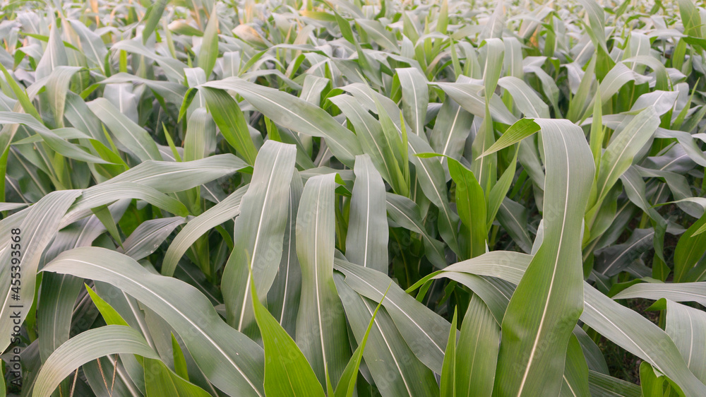 Corn leaves aged 60 days, entering harvest age, pesticide spraying is done to prevent pest attacks Corn leaves aged 60 days, entering harvest age, pesticide spraying is done to prevent pest attacks
