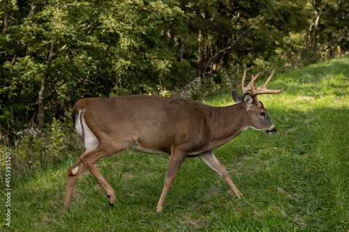 Large Buck Deer Along Side of Road