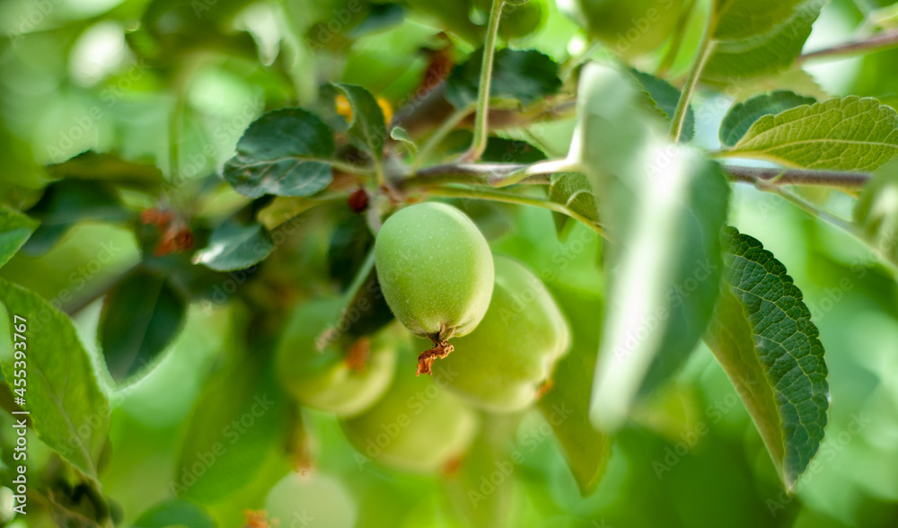 Unripe apple on the summer tree in iran