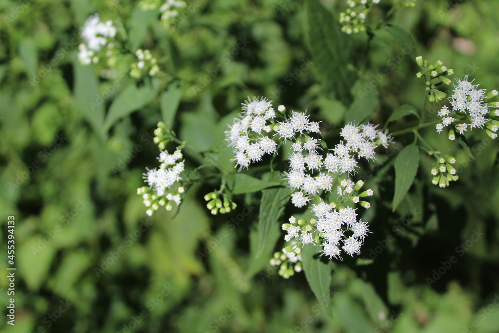 White snakeroot wildflowers in bright sun at St. Paul Woods in Morton Grove, Illinois White snakeroot wildflowers in bright sun at St. Paul Woods in Morton Grove, Illinois