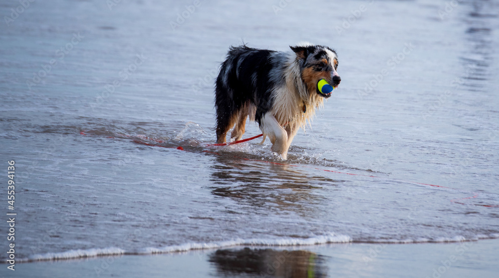 Dog Playing at the Beach