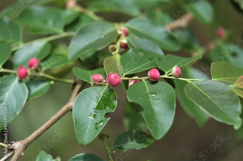 Sarcotheca celebica, endemik Sulawesi fruits, common name kongilu, sengilu, belimbing bajo or jerukjerukan photo